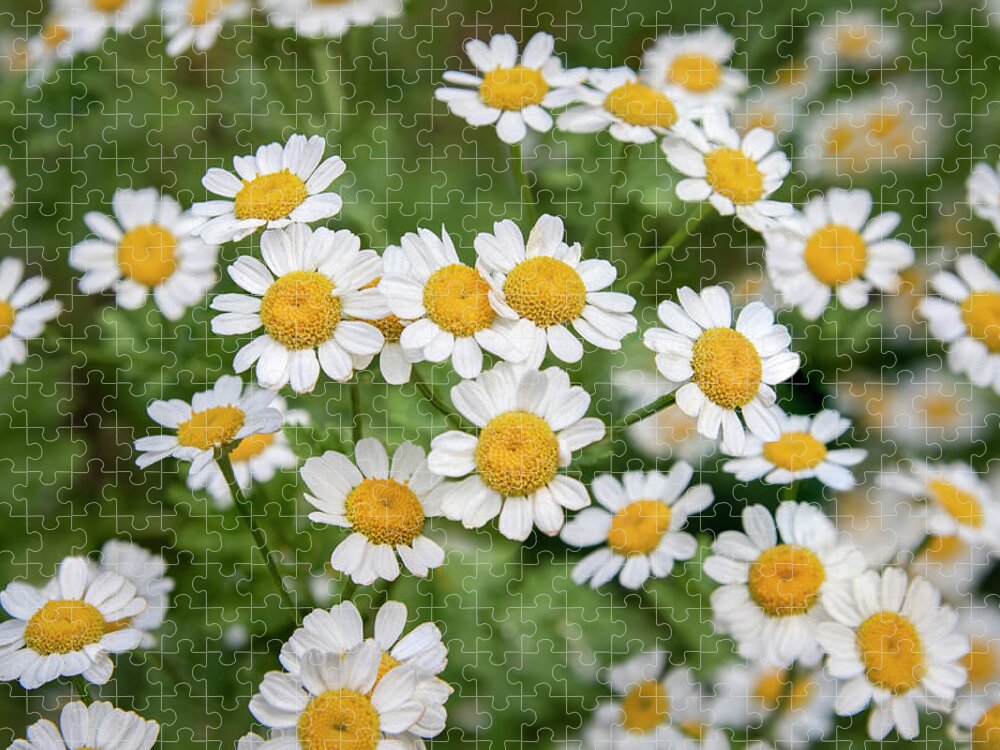 Bellium Jigsaw Puzzle featuring the photograph Miniature Daisies by Gary Geddes