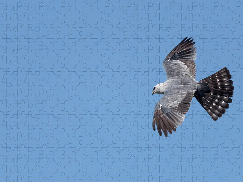 Mississippi Kite Jigsaw Puzzle featuring the photograph Mississippi kite and Blue Sky by Puttaswamy Ravishankar