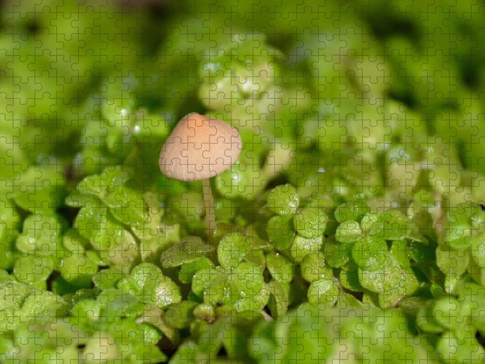 Mushroom Jigsaw Puzzle featuring the photograph Misty Mushroom by Lynn Hunt