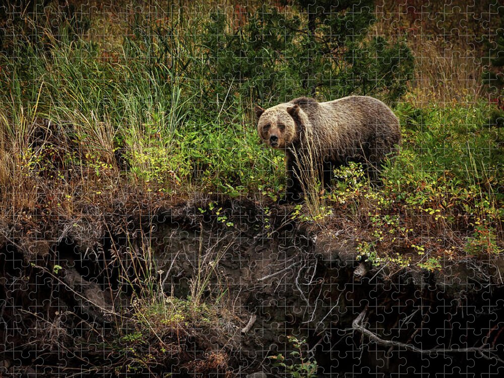 Landscape Jigsaw Puzzle featuring the photograph Moma Bear on North Fork by Craig J Satterlee