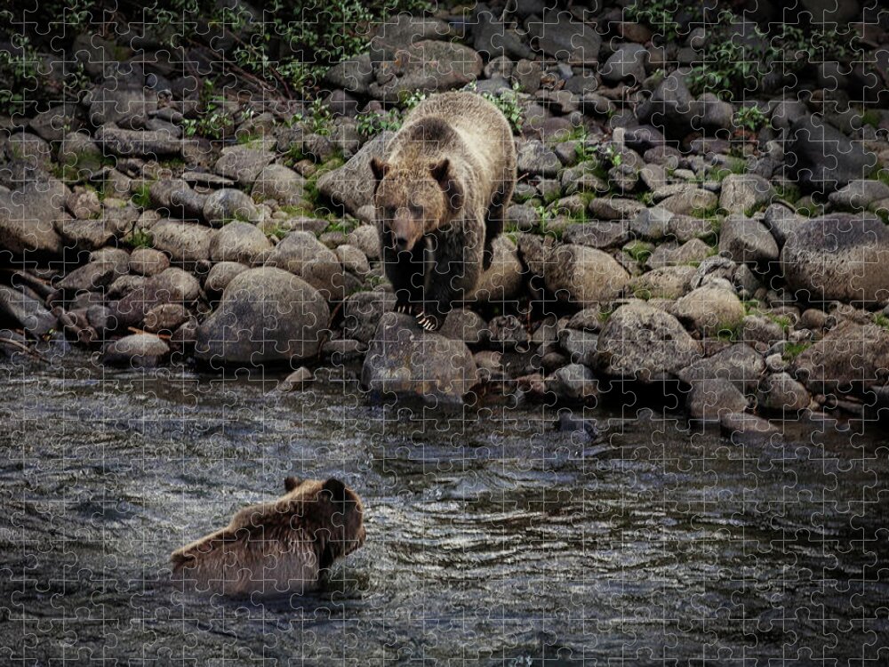 Grizzly Jigsaw Puzzle featuring the photograph Moma Bear Scolding Baby Bear by Craig J Satterlee