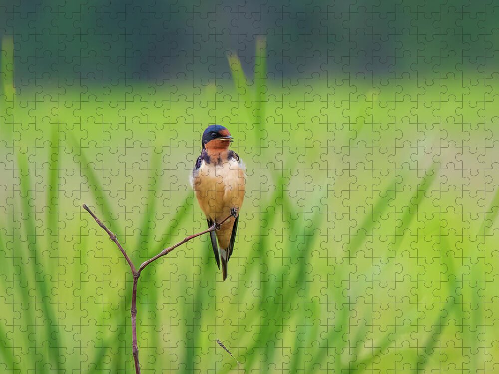 Swallow Jigsaw Puzzle featuring the photograph Moment of Rest by Pam Rendall