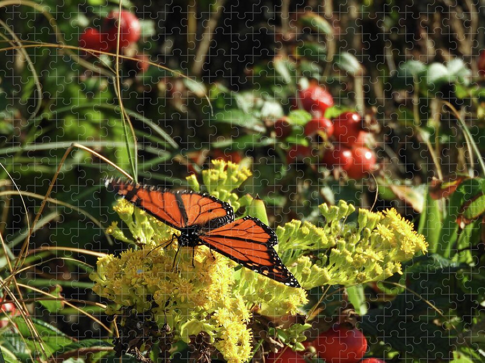 Monarch Butterfly Jigsaw Puzzle featuring the photograph Monarch on Beach Goldenrod by Kristin Hatt