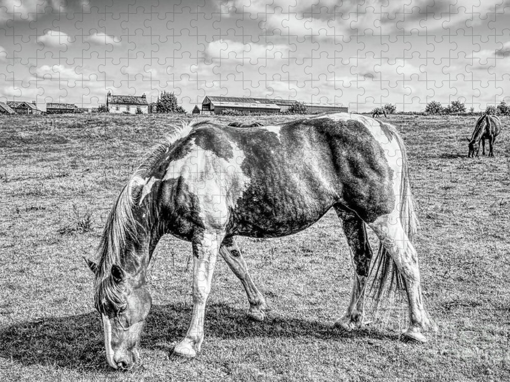 Monochrome Jigsaw Puzzle featuring the photograph Monochrome horses in a filed by Pics By Tony