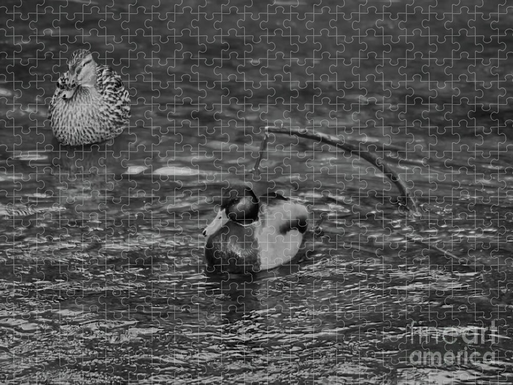 Monochrome Jigsaw Puzzle featuring the photograph Monochrome of a male and female Mallard duck by Pics By Tony