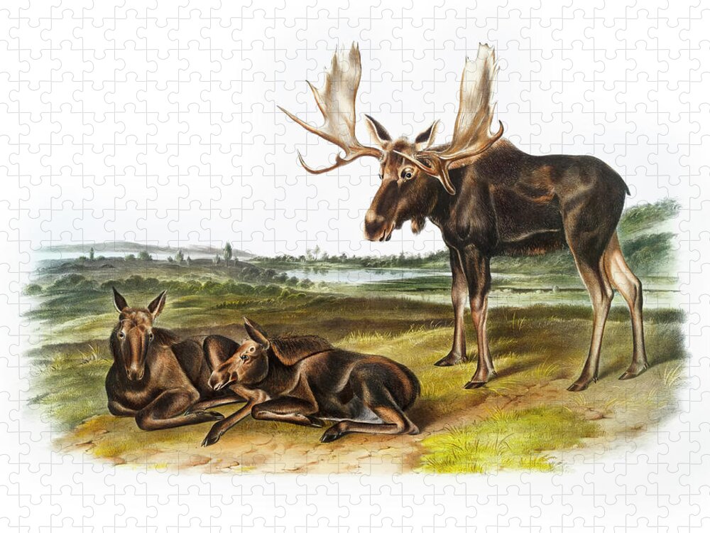 Bird Jigsaw Puzzle featuring the drawing Moose Deer by John Woodhouse Audubon