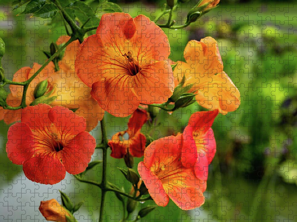 Campsis Grandiflora 'morning Calm' Jigsaw Puzzle featuring the photograph Morning Calm by Kevin Suttlehan