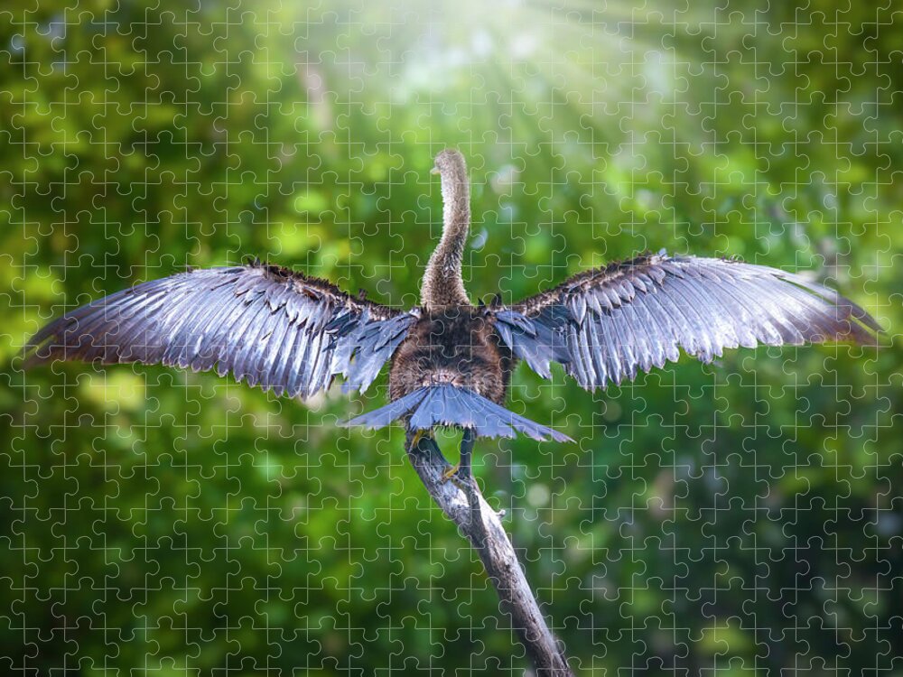 Anhinga Jigsaw Puzzle featuring the photograph Morning Meditation by Mark Andrew Thomas