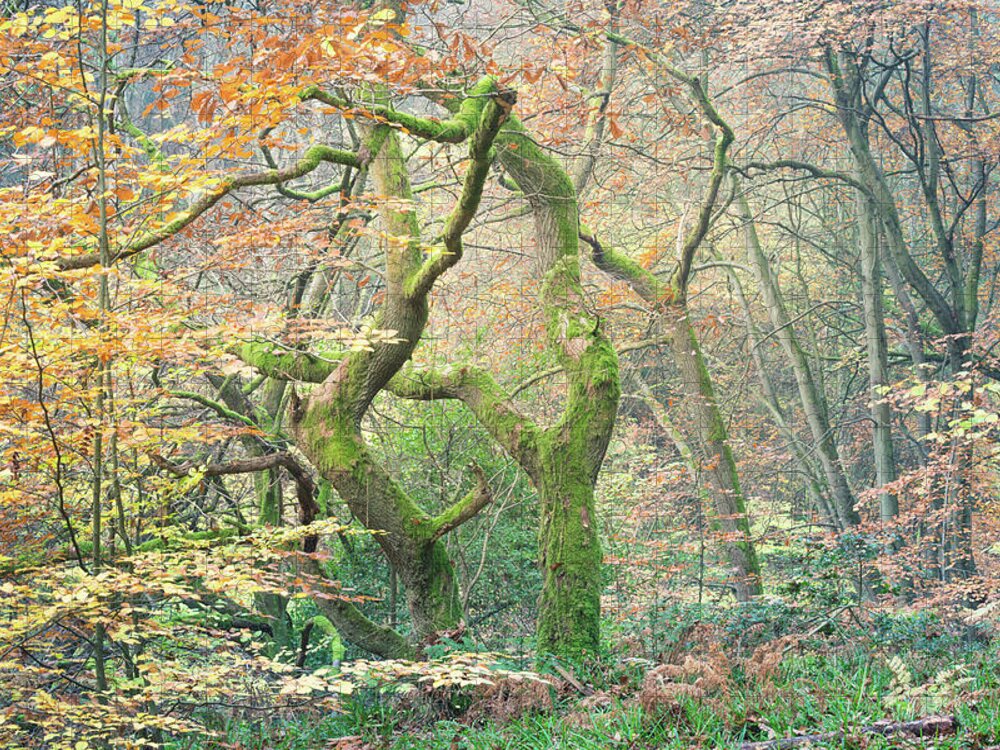 Twisted Tree Jigsaw Puzzle featuring the photograph Moss covered oak tree in Autumn by Anita Nicholson