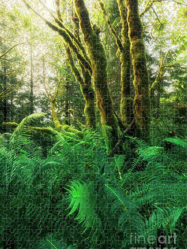 Oregon Coast Jigsaw Puzzle featuring the photograph Moss-covered trees with ferns by Masako Metz