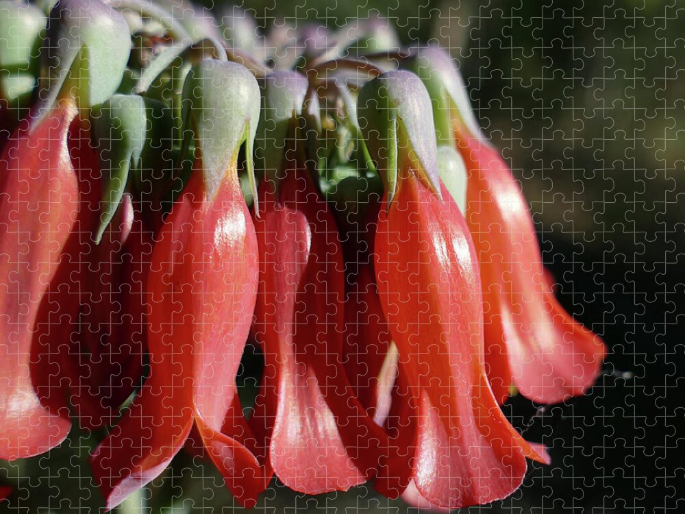 Flowers Jigsaw Puzzle featuring the photograph Mother Of Millions Macro by Maryse Jansen