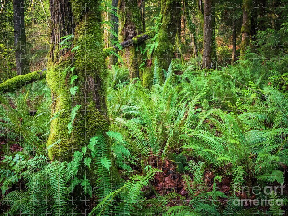 America Jigsaw Puzzle featuring the photograph Mount Si Forest by Inge Johnsson