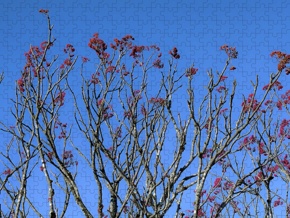 #mountainash#botanicals#nativewesternnorthcarolinaplants#craggygardensnc#blueridgeparkway#ashevillenc#usa Jigsaw Puzzle featuring the photograph Mountain Ash by Katherine Y Mangum