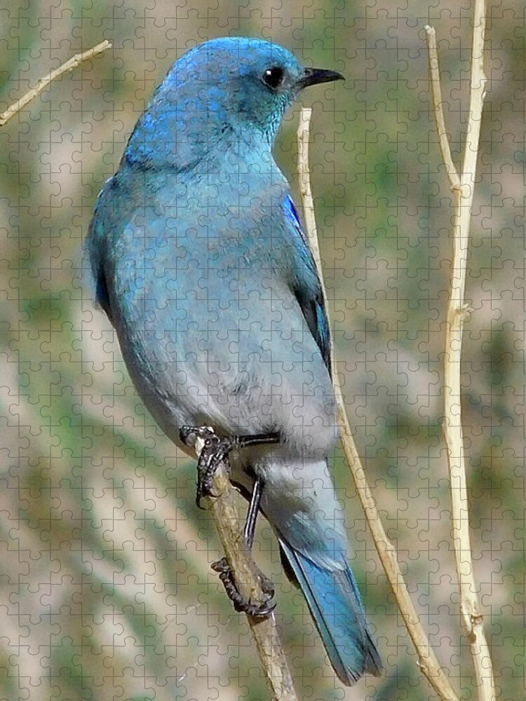 Dan Miller Jigsaw Puzzle featuring the photograph Mountain Bluebird 7 by Dan Miller