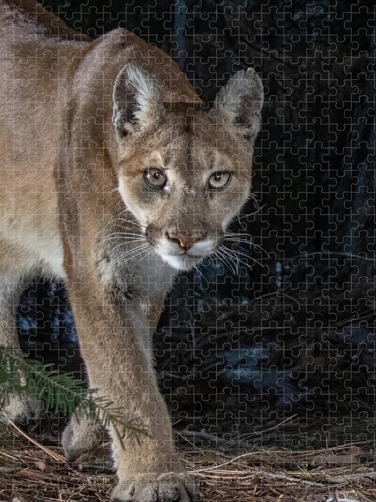 Mountain Lion Jigsaw Puzzle featuring the photograph Mountain Lion Closeup by Randy Robbins