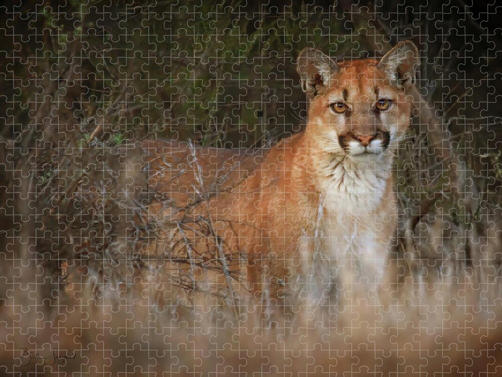 Mountain Lion Jigsaw Puzzle featuring the photograph Mountain Lion Encounter by Beth Sargent