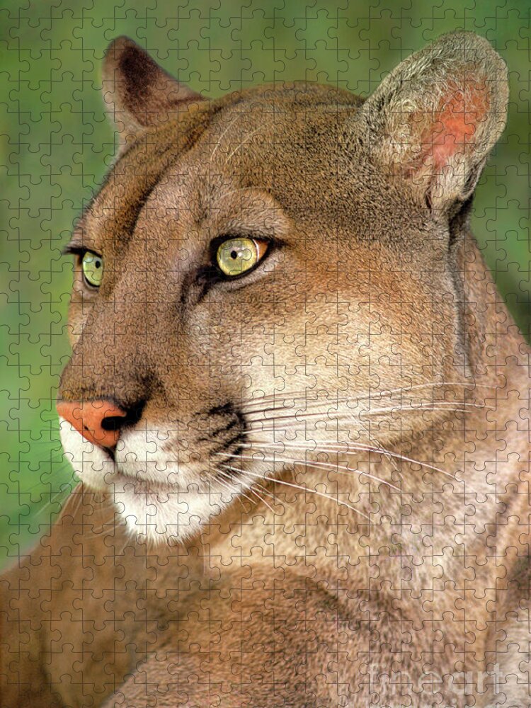 Mountain Lion Jigsaw Puzzle featuring the photograph Mountain Lion Portrait Wildlife Rescue by Dave Welling