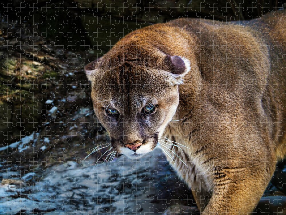 Canada Jigsaw Puzzle featuring the photograph Mountain Lion Stare Down by Tracy Munson