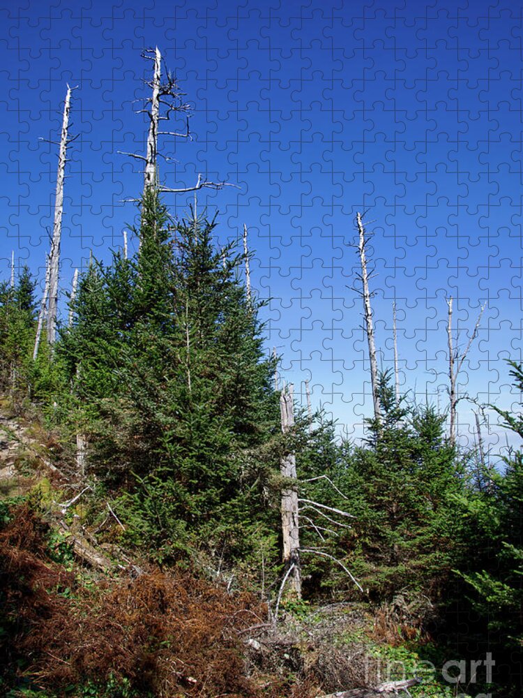Balsam Woolly Adelgid Jigsaw Puzzle featuring the photograph Mountain Pines by Phil Perkins