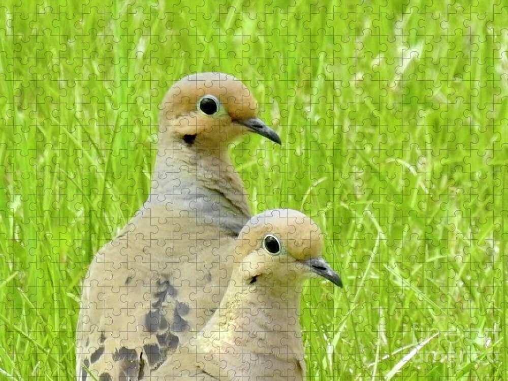 Mourning Doves. Cariboo Birds. Jigsaw Puzzle featuring the photograph Mourning Doves by Nicola Finch