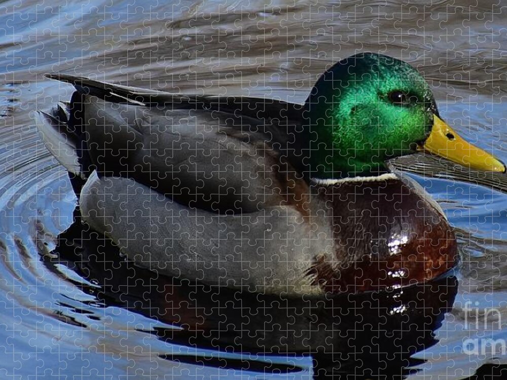 Duck Jigsaw Puzzle featuring the photograph Mr. Mallard by Jimmy Chuck Smith