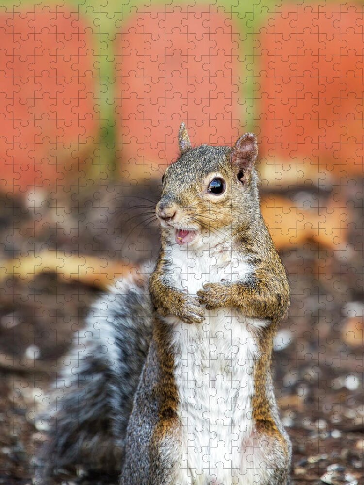 Squirrel Jigsaw Puzzle featuring the photograph Mr. Personality by Bill and Linda Tiepelman