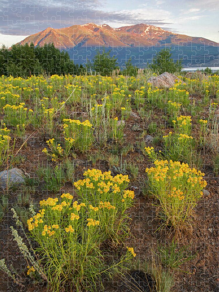 Mount Elbert Jigsaw Puzzle featuring the photograph Mt. Elbert Wildflowers by Aaron Spong