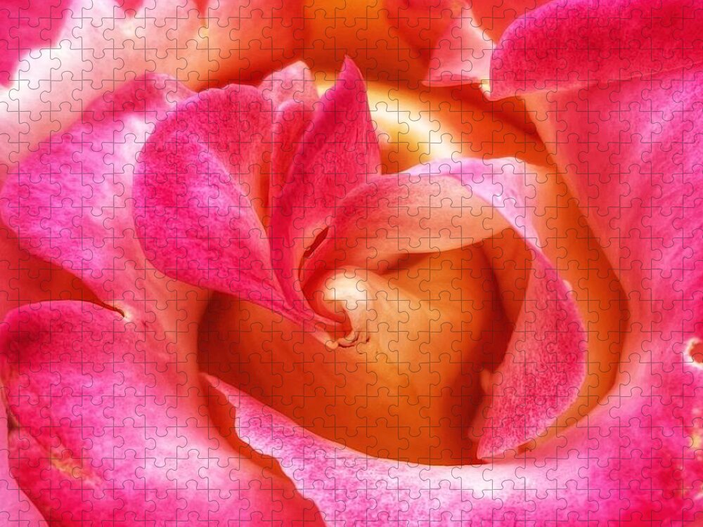 Rose Jigsaw Puzzle featuring the photograph Multi Rose 3 by Wendy Golden