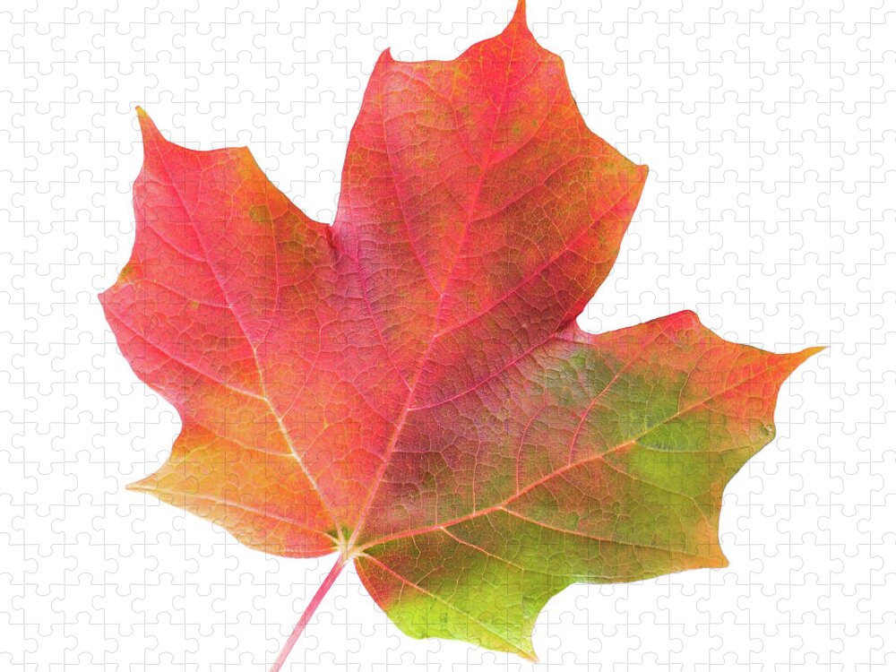 Maple Leaf Jigsaw Puzzle featuring the photograph Multicolored Maple Leaf by Jim Hughes