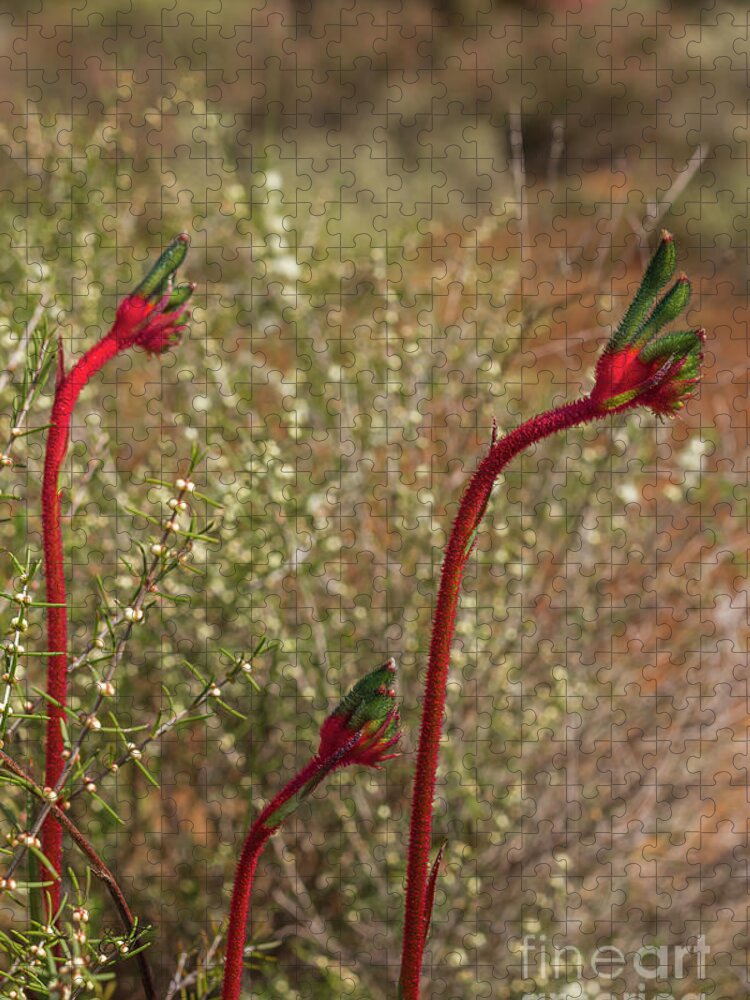Kangaroo Paw Jigsaw Puzzle featuring the photograph Mum, Dad and Baby Paws by Elaine Teague