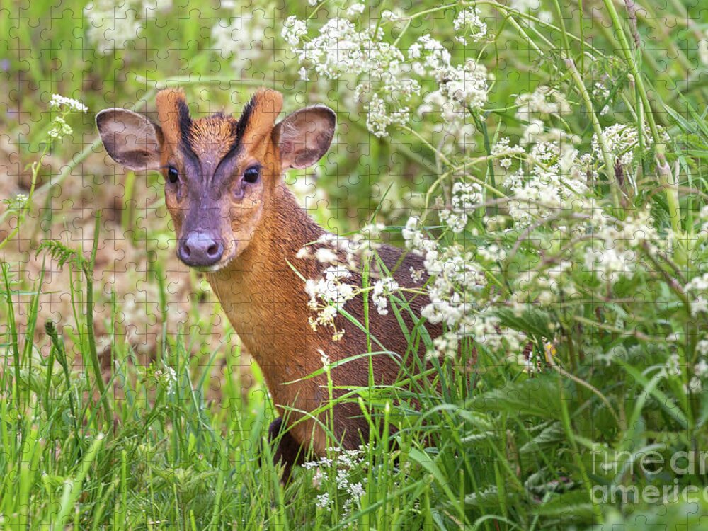 Deer Jigsaw Puzzle featuring the photograph Muntjac deer looking through cow parsley hedge by Simon Bratt