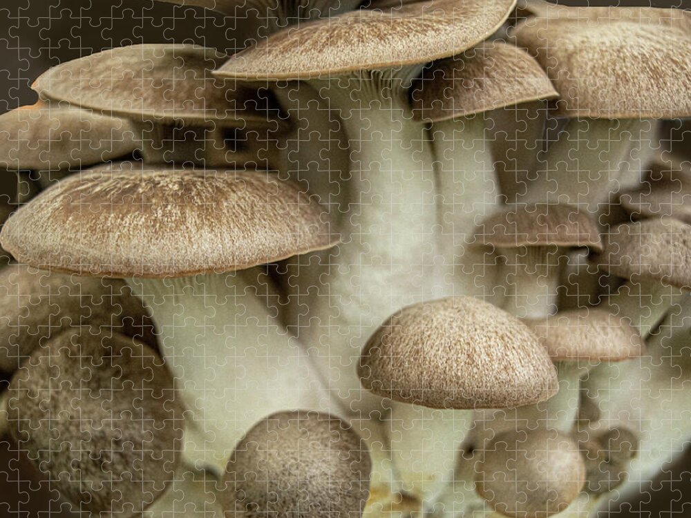 Mushroom Jigsaw Puzzle featuring the photograph Mushroom Cluster by Frank Wilson