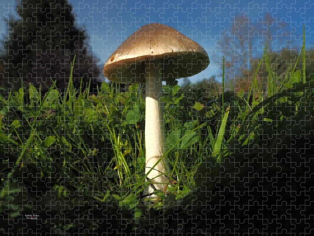 City Park Jigsaw Puzzle featuring the photograph Mushroom Direction by Richard Thomas