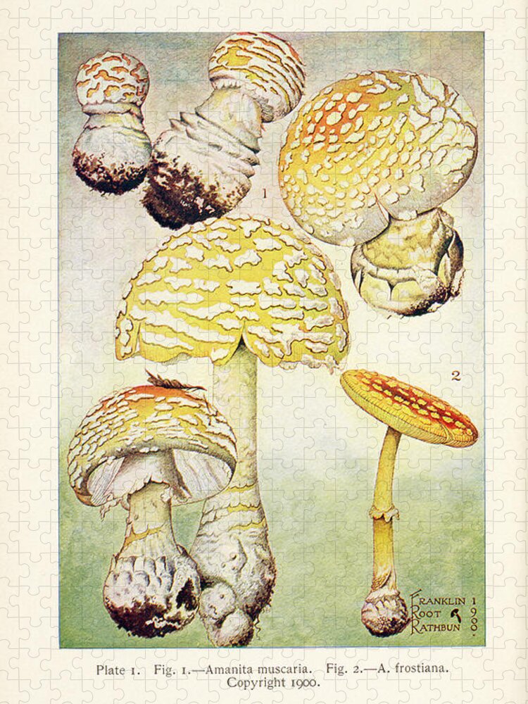 Mushroom Jigsaw Puzzle featuring the painting Mushrooms, Edible, Poisonous, Etc. by F R Rathburn