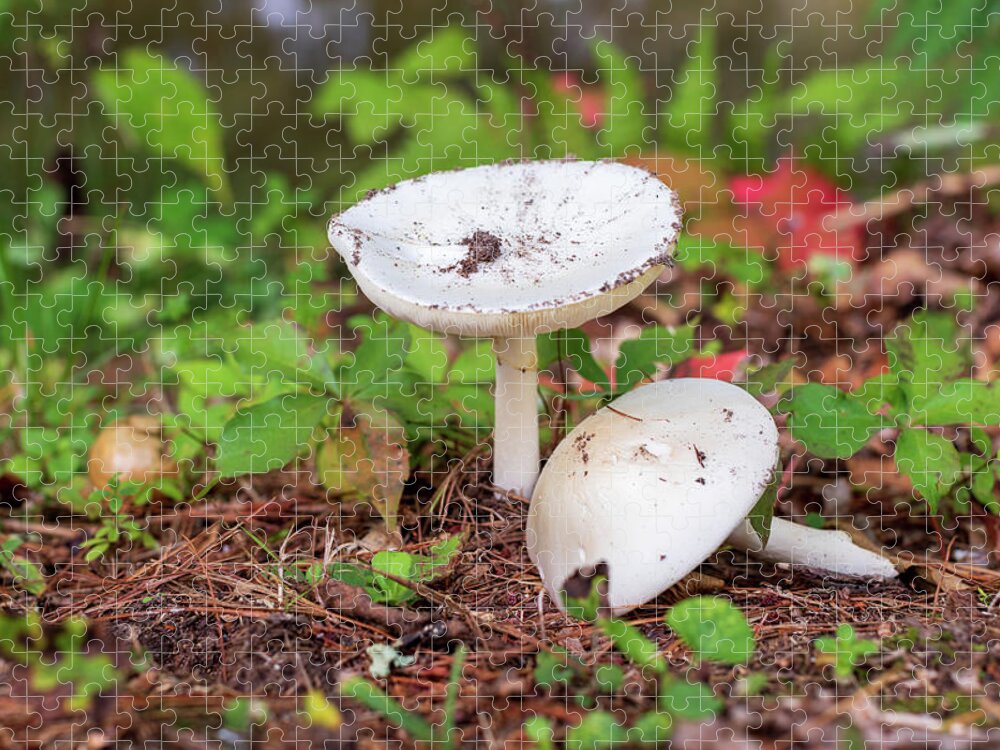 Mushroom Jigsaw Puzzle featuring the photograph Mushrooms in the Forest by Amelia Pearn