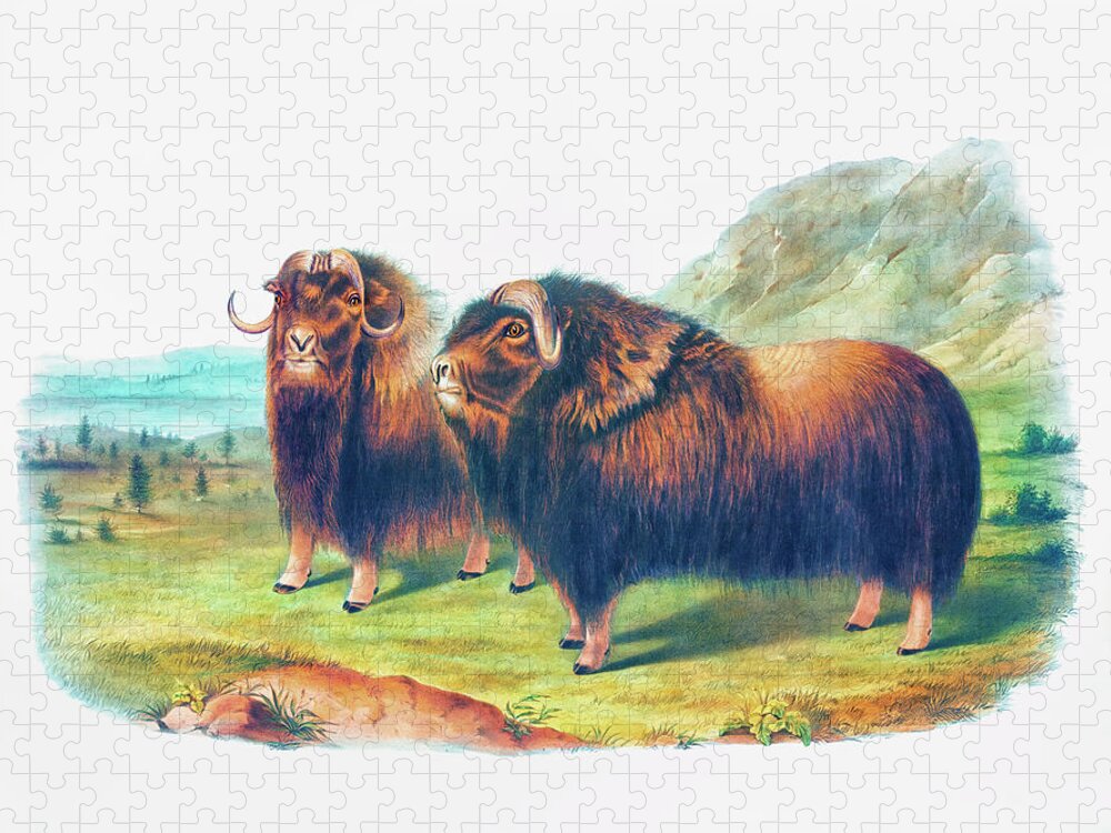 Musk Ox Jigsaw Puzzle featuring the drawing Musk Ox by John Woodhouse Audubon