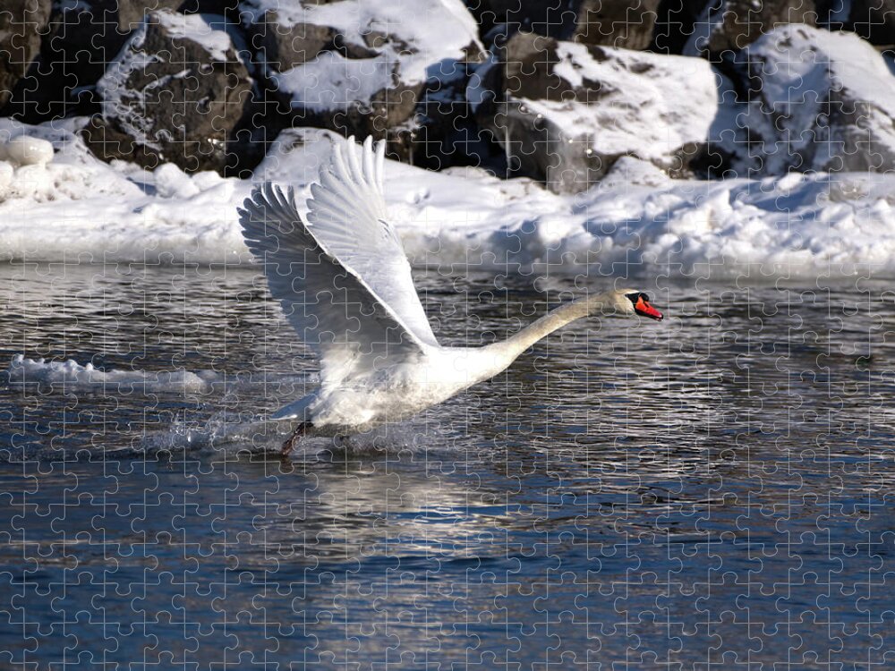 Mute Jigsaw Puzzle featuring the photograph Mute Swan Takes Flight by Flinn Hackett