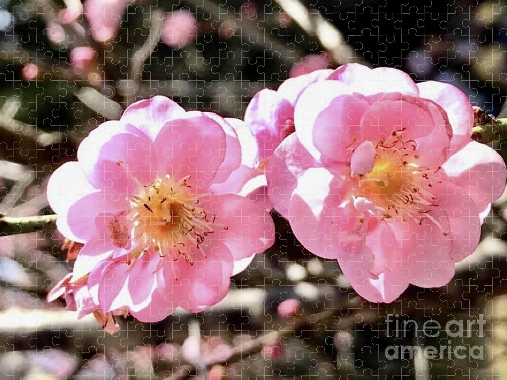 Plum Blossom Jigsaw Puzzle featuring the photograph Mutually Enlivening by Carmen Lam