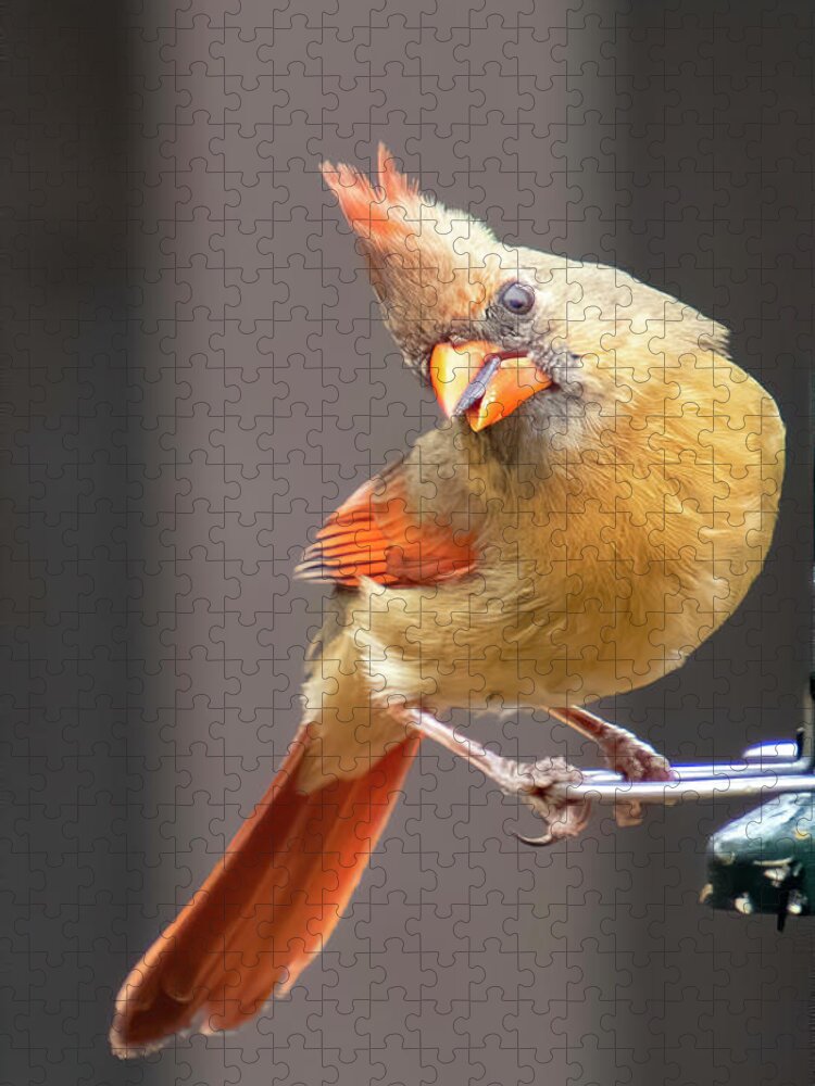Female Cardinal Jigsaw Puzzle featuring the photograph My Girl by Mary Buck
