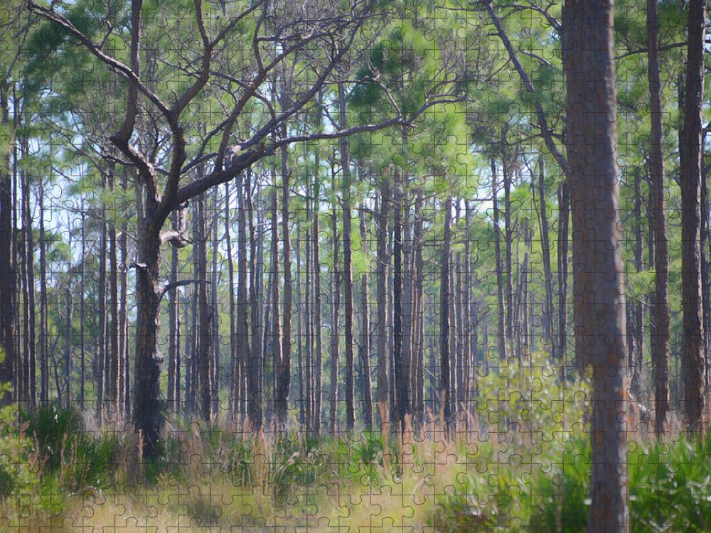 Forest Jigsaw Puzzle featuring the photograph Myakka State Forest by Alison Belsan Horton