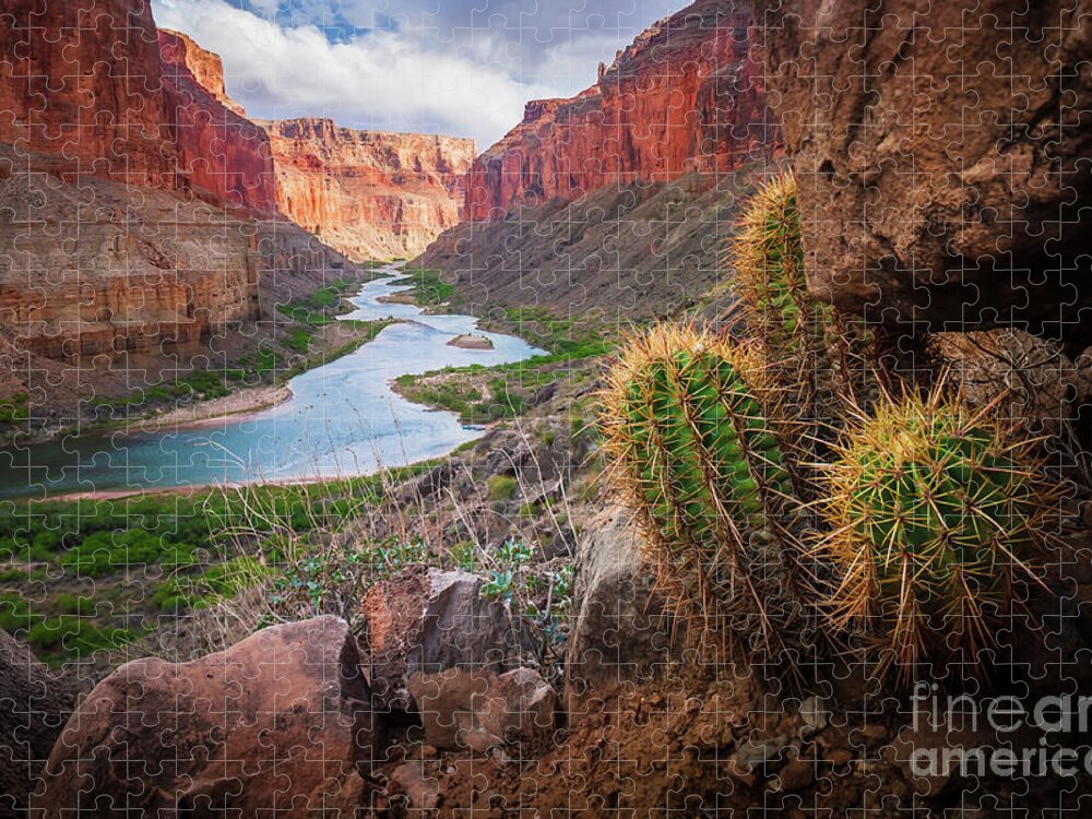 America Jigsaw Puzzle featuring the photograph Nankoweap Cactus by Inge Johnsson
