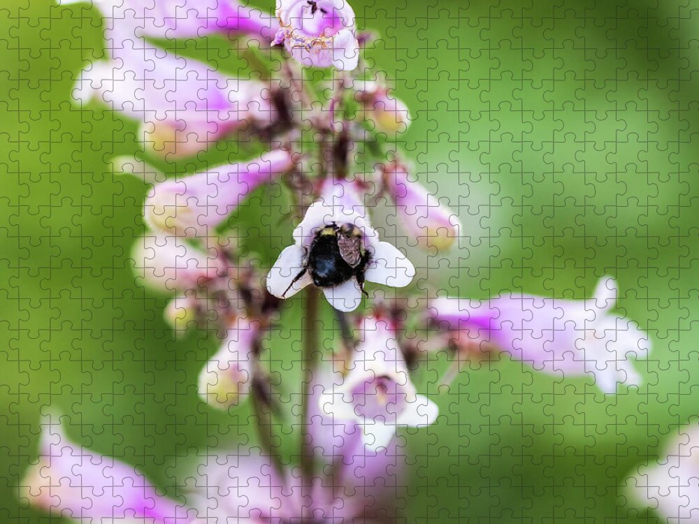 Bee Jigsaw Puzzle featuring the photograph Nature Photography -Bee in Flower by Amelia Pearn
