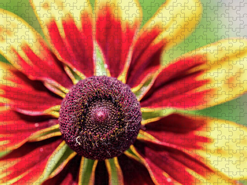Yellow Flower Jigsaw Puzzle featuring the photograph Nature Photography Flower Macro by Amelia Pearn