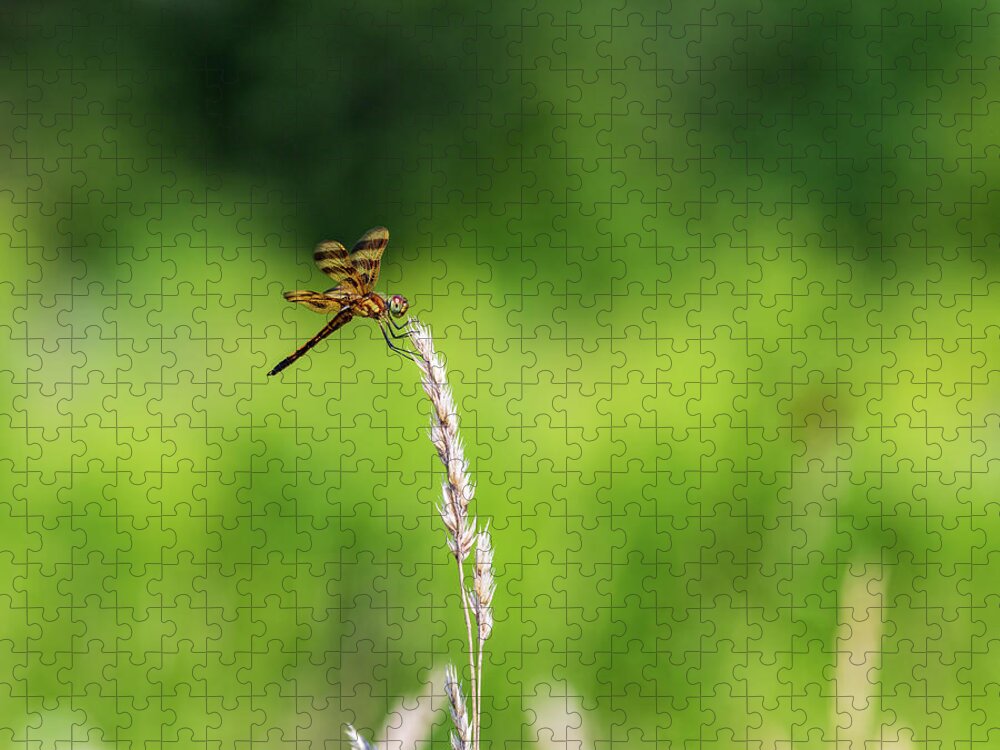Animals Jigsaw Puzzle featuring the photograph Nature Photography - Wild Dragonfly by Amelia Pearn
