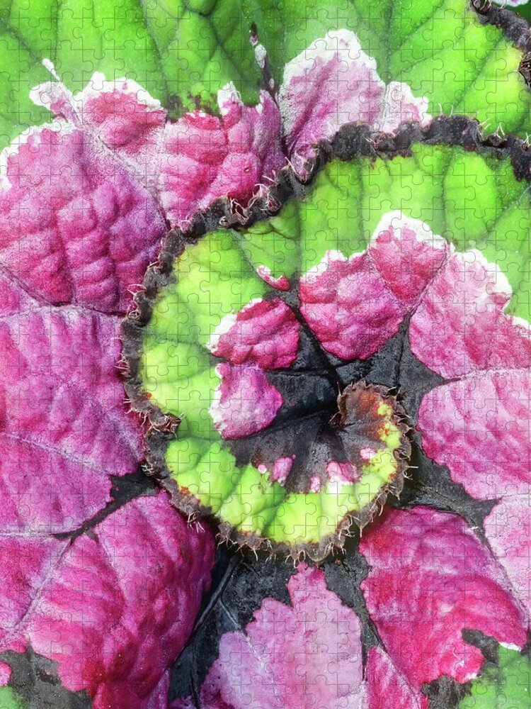 Begonia Jigsaw Puzzle featuring the photograph Nautilus Leaf Begonia by Gary Slawsky