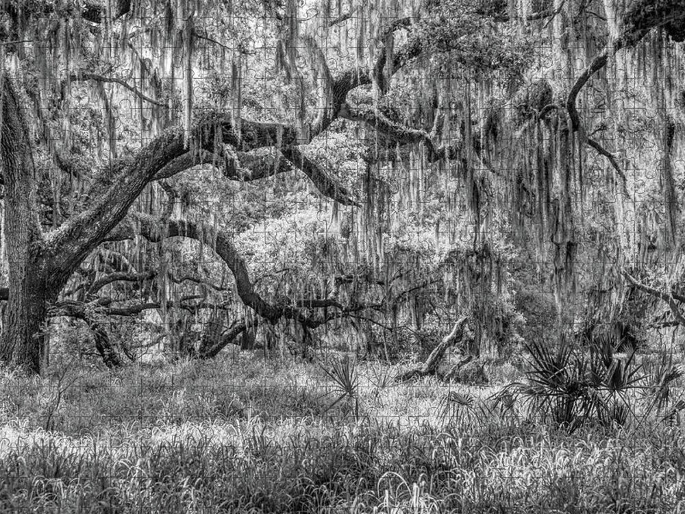 Nature Jigsaw Puzzle featuring the photograph 'Neath the Live Oaks by W Chris Fooshee