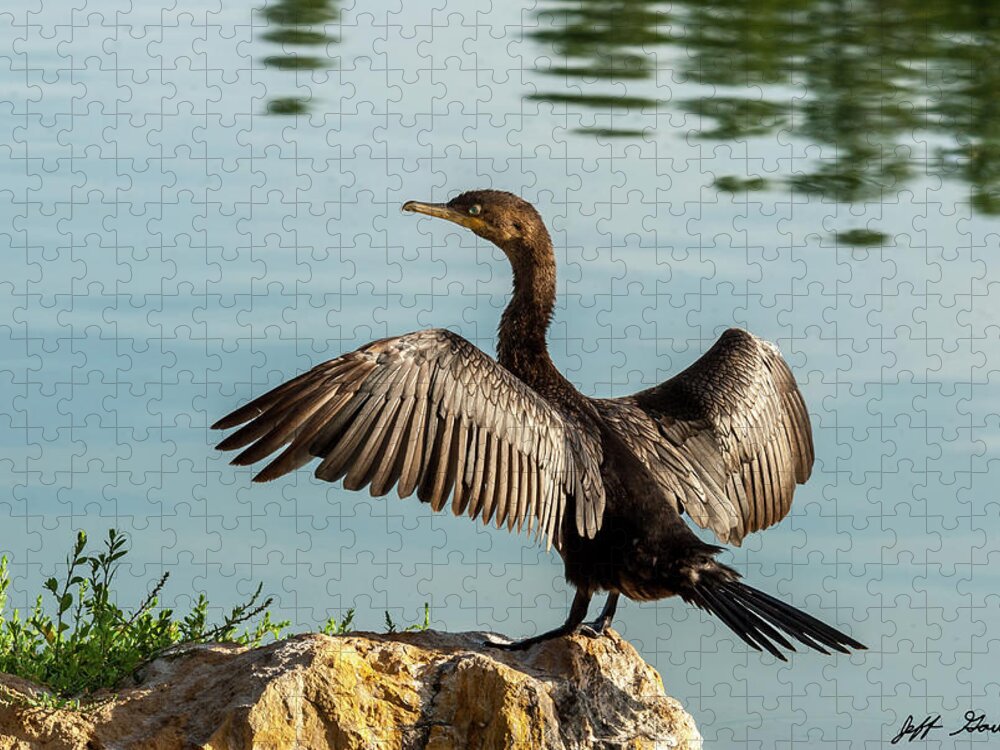 Animal Jigsaw Puzzle featuring the photograph Neotropic Cormorant with Wings Spread by Jeff Goulden