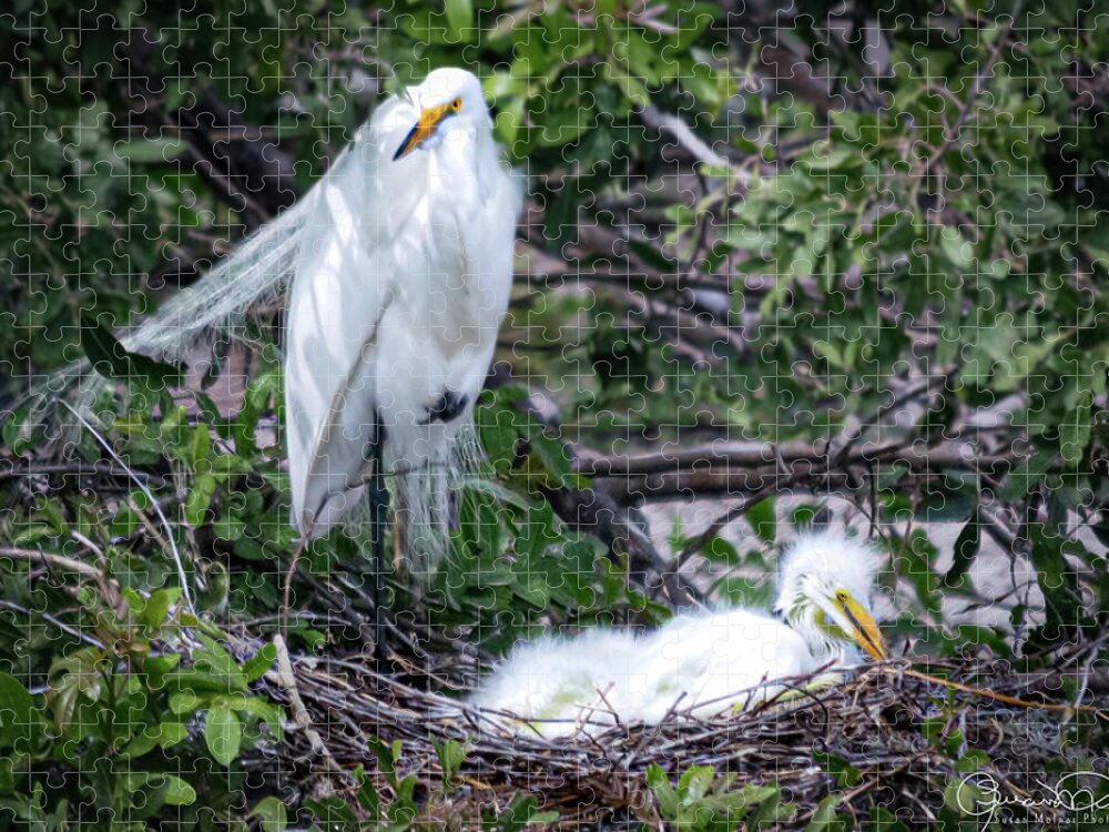 Susan Molnar Jigsaw Puzzle featuring the photograph Nesting Egret with Chicks by Susan Molnar
