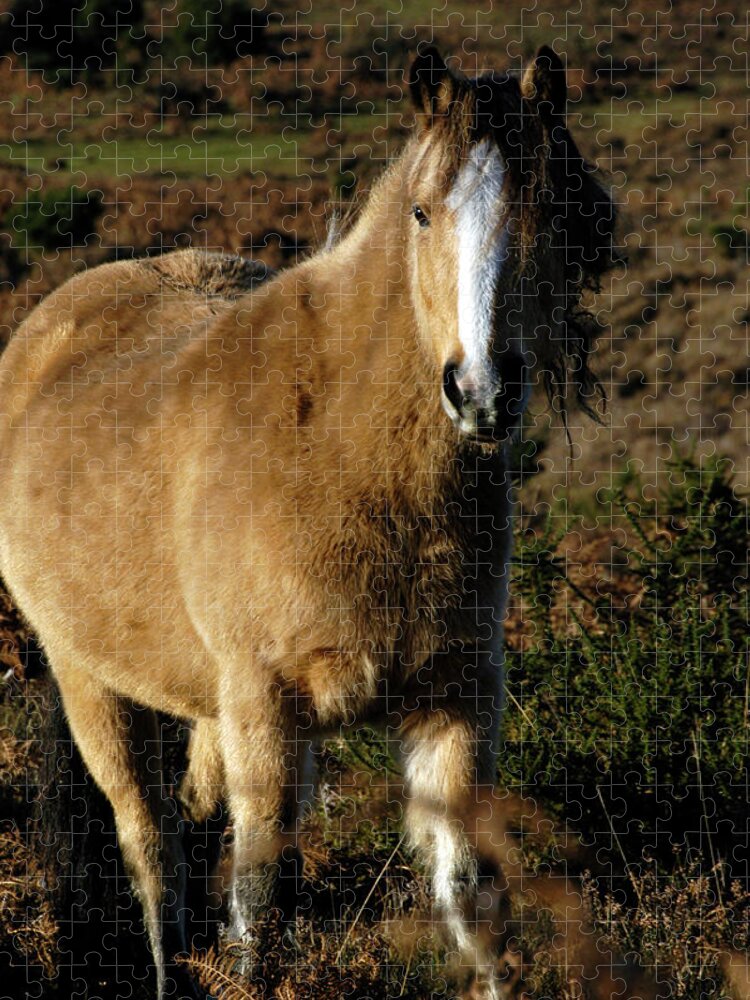 Horse Jigsaw Puzzle featuring the photograph New Forest Pony by Loren Dowding