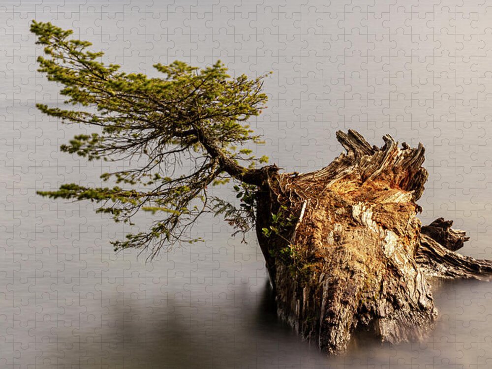 Landscape Jigsaw Puzzle featuring the photograph New Growth From Fallen Tree by Tony Locke